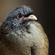 Image for article titled Development of a Great App: Angry Birds